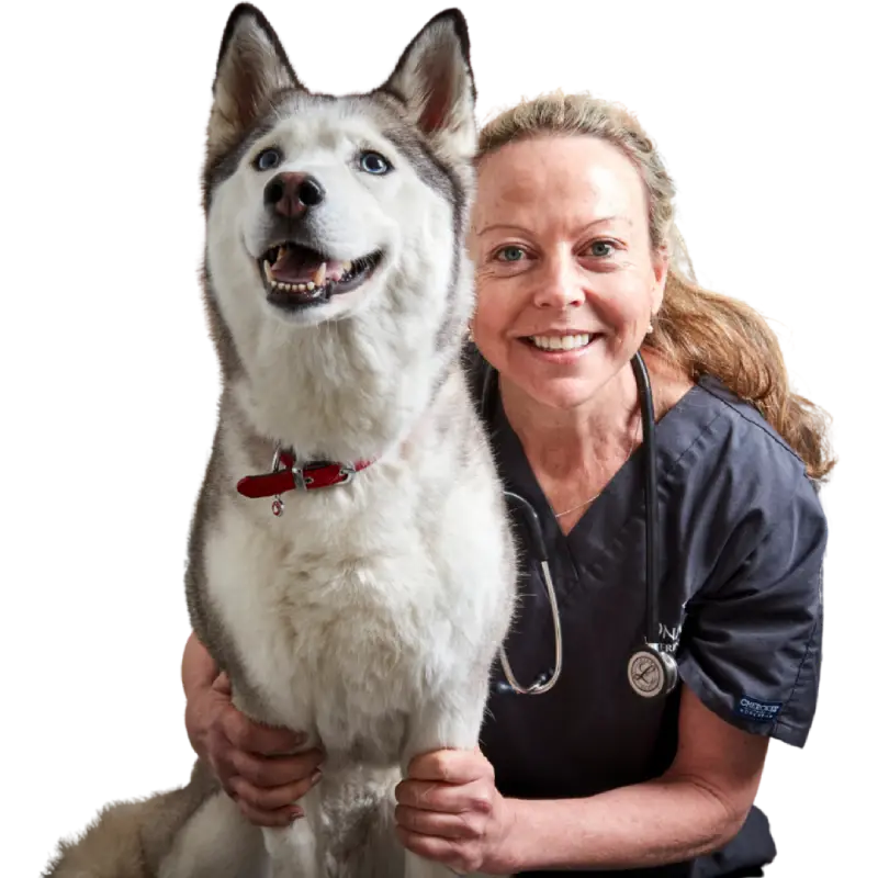 DNA-Dental-offer-husky